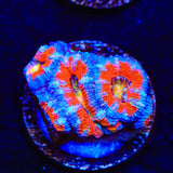 Rainbow Acan Coral