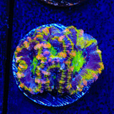 Rainbow Acan Coral