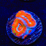 Rainbow Acan Coral