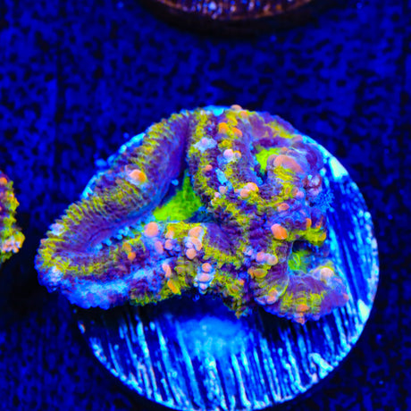 Rainbow Acan Coral