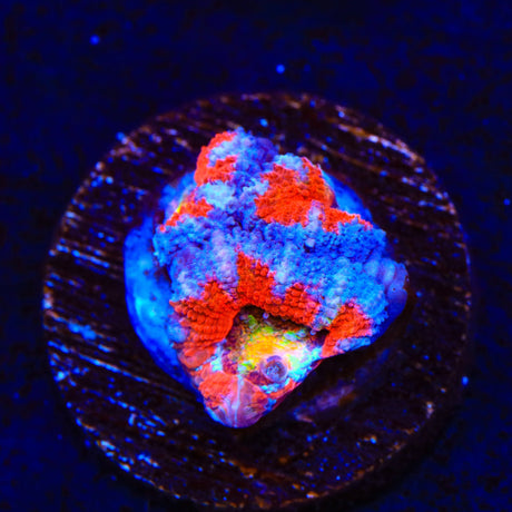 Rainbow Acan Coral