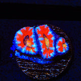Rainbow Acan Coral