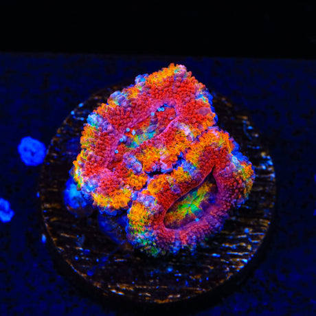 Rainbow Acan Coral