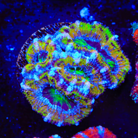 Rainbow Acan Coral
