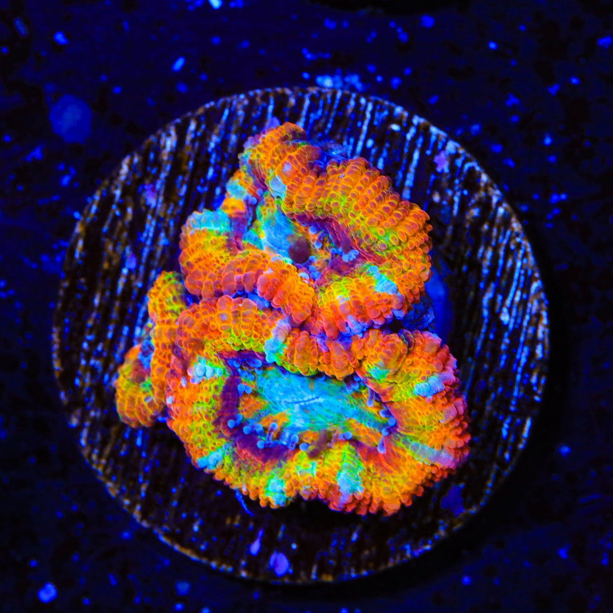 Rainbow Acan Coral