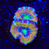 Rainbow Acan Coral