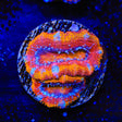Rainbow Acan Coral