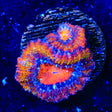 Rainbow Acan Coral