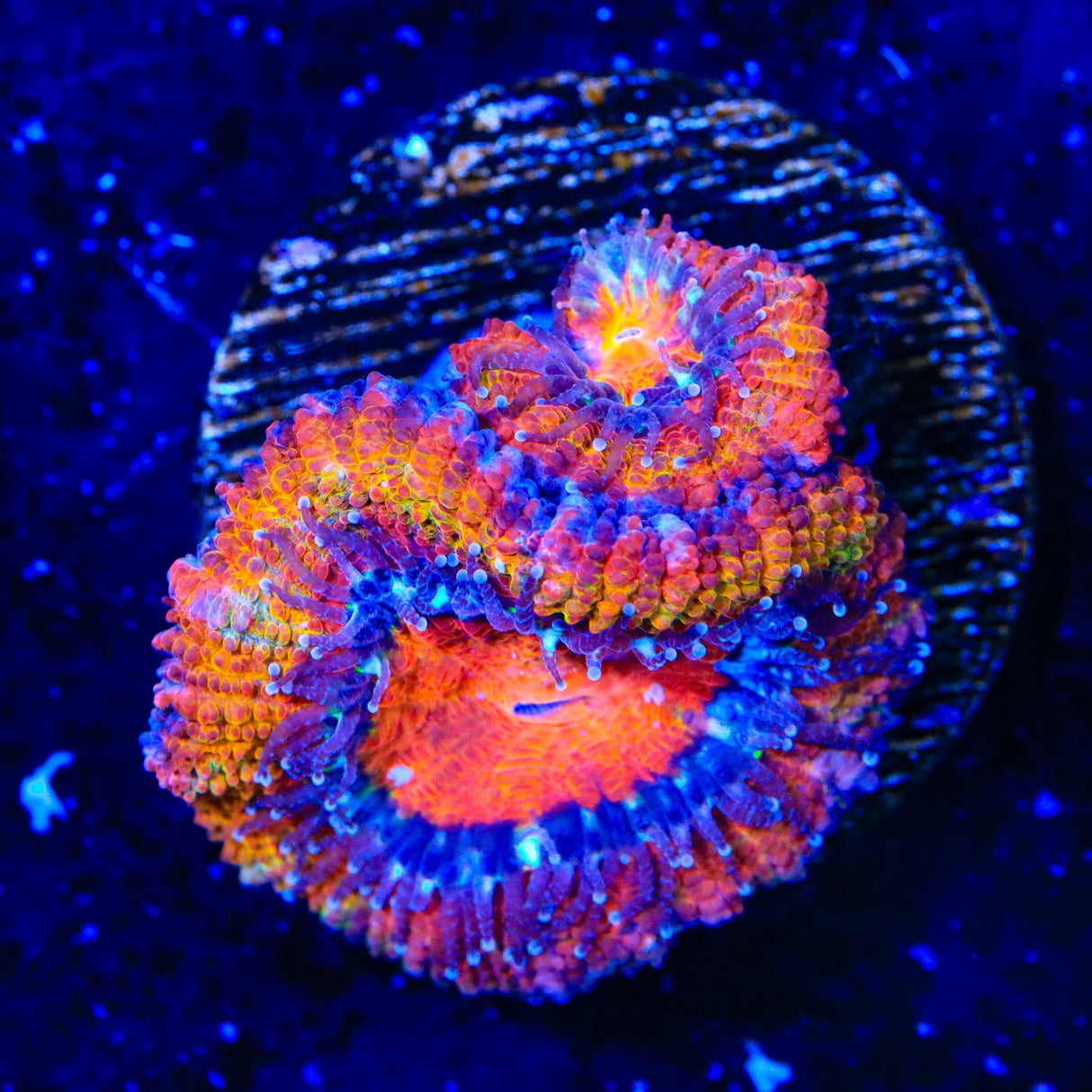 Rainbow Acan Coral