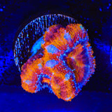 Rainbow Acan Coral