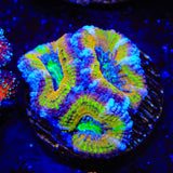 Rainbow Acan Coral
