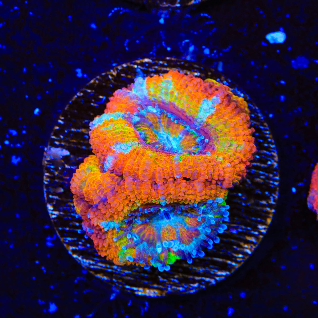 Rainbow Acan Coral