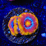 Rainbow Acan Coral