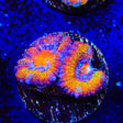 Rainbow Acan Coral