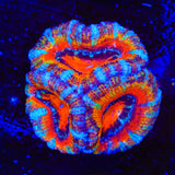 Rainbow Acan Coral