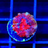 Rainbow Acan Coral