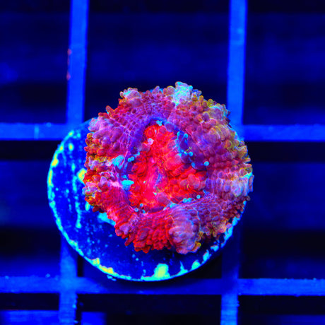 Rainbow Acan Coral