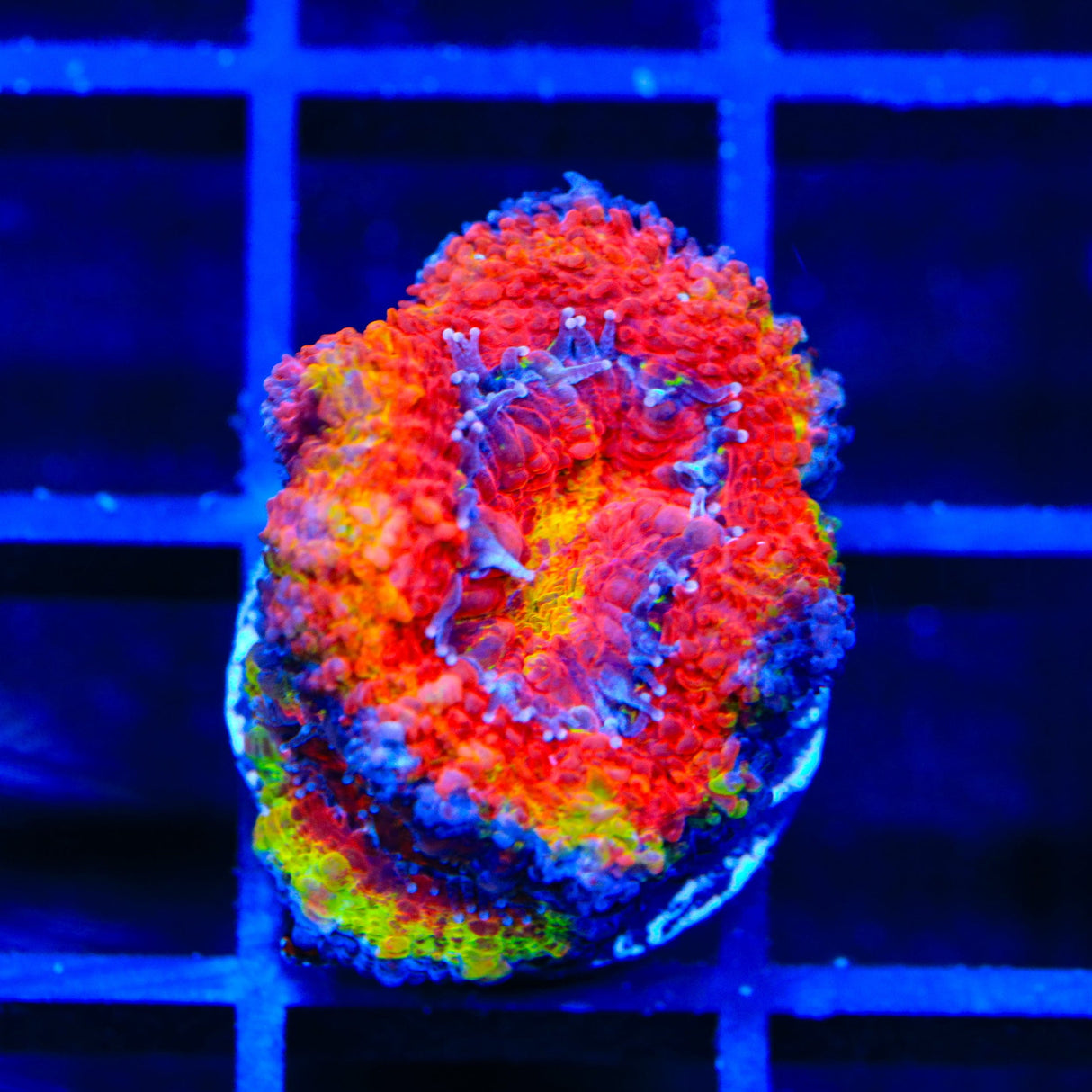 Rainbow Acan Coral