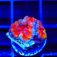 Rainbow Acan Coral