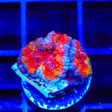 Rainbow Acan Coral