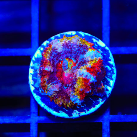 Rainbow Acan Coral