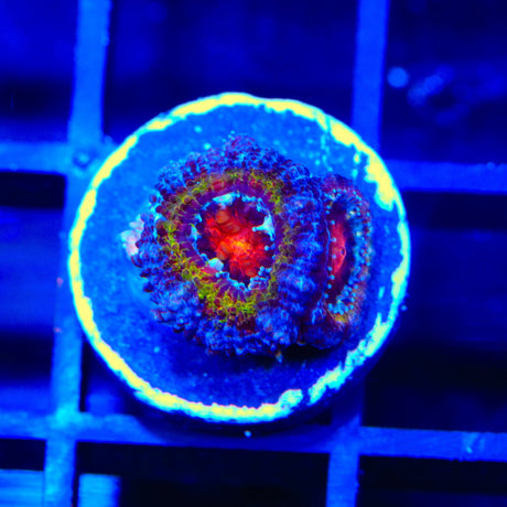 Rainbow Acan Coral