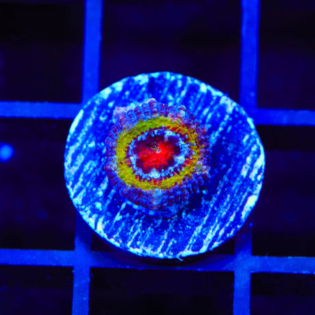 Rainbow Acan Coral