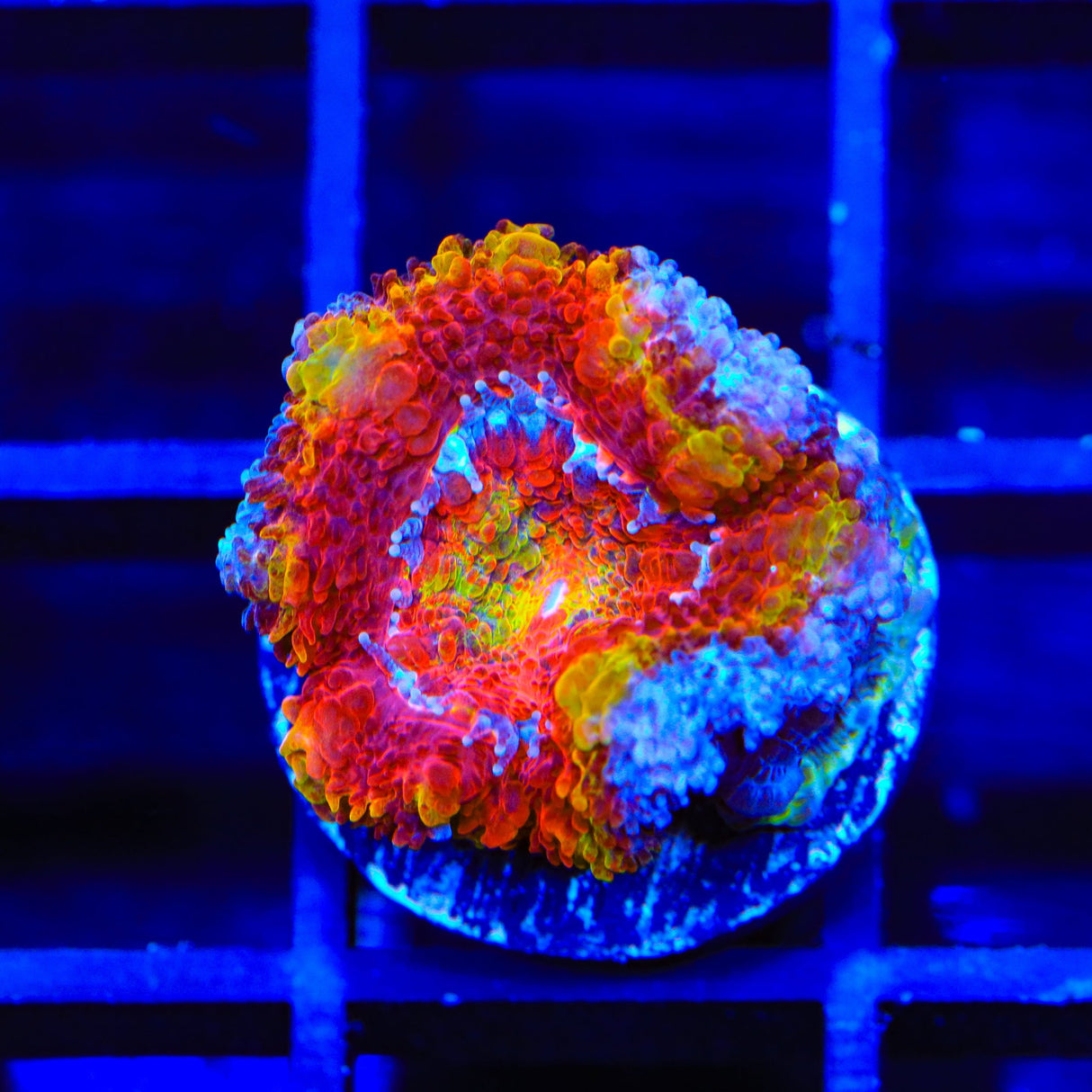 Rainbow Acan Coral