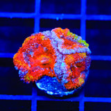 Rainbow Acan Coral