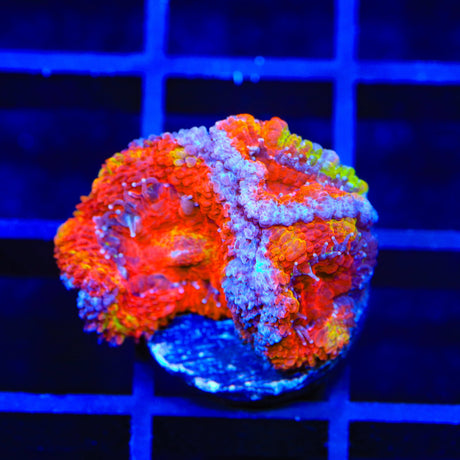 Rainbow Acan Coral