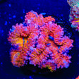 Rainbow Acan Coral