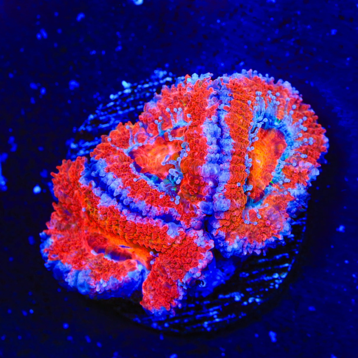 Rainbow Acan Coral