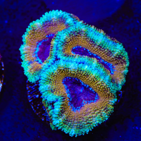 Rainbow Acan Coral