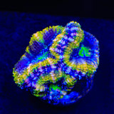 Rainbow Acan Coral