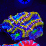 Rainbow Acan Coral