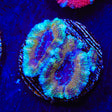 Rainbow Acan Coral