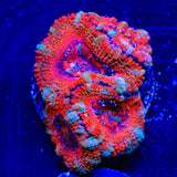 Rainbow Acan Coral