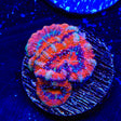 Rainbow Acan Coral