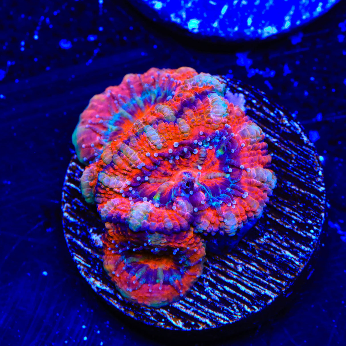Rainbow Acan Coral