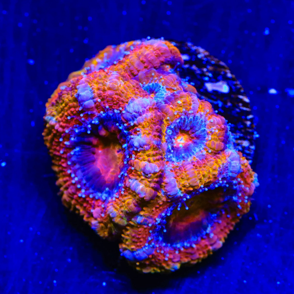 Rainbow Acan Coral