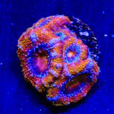 Rainbow Acan Coral