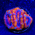 Rainbow Acan Coral