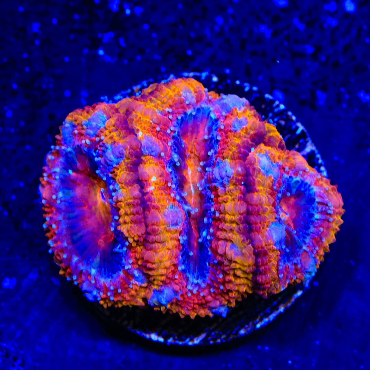 Rainbow Acan Coral