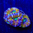 Rainbow Acan Coral