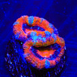 Rainbow Acan Coral