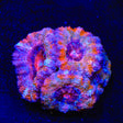 Rainbow Acan Coral