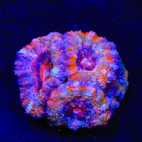 Rainbow Acan Coral