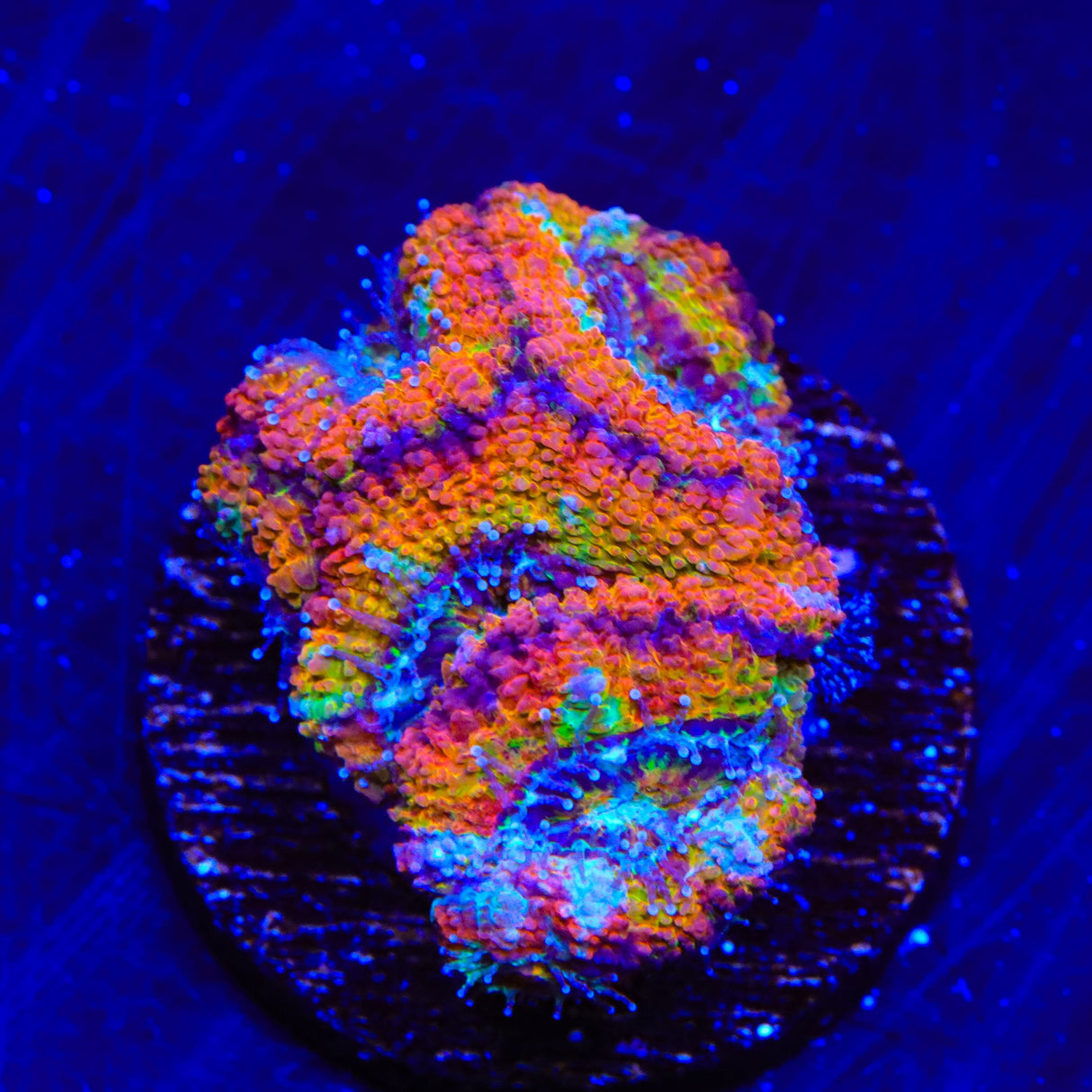Rainbow Acan Coral