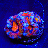 Rainbow Acan Coral
