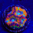 Rainbow Acan Coral